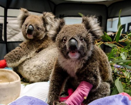 SOS коала! Базар в столицата помага на животни, пострадали при пожарите в Австралия
