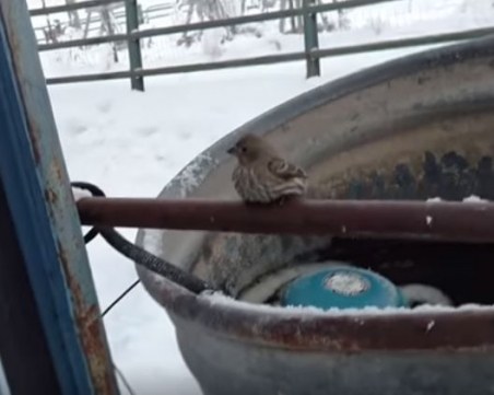 Трогателно: Човек върна към живот замръзнало врабче ВИДЕО