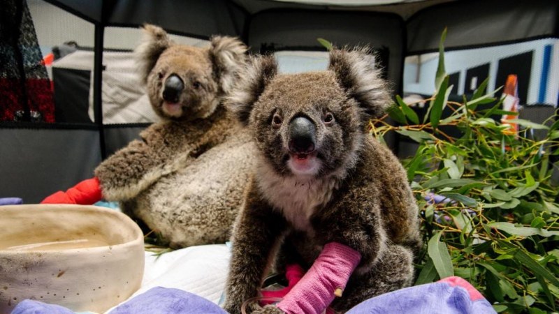 SOS коала! Базар в столицата помага на животни, пострадали при пожарите в Австралия