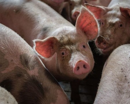 Гигантски свине изядоха фермер в Полша