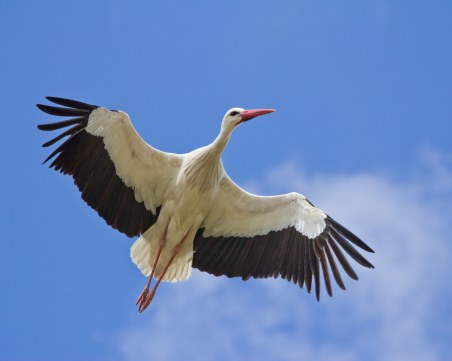 Топлата зима отказа щъркелите от миграцията
