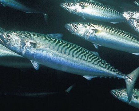 Рибари алармират: Черноморската скумрия изчезва!