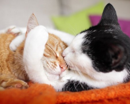 Стресирани ли сте? Гушнете котката си и всичко ще е наред