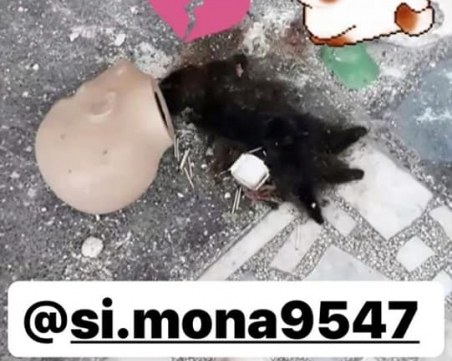 Жестока гавра! Деца хвърлят пиратки по котка и я палят с кибрит 18+