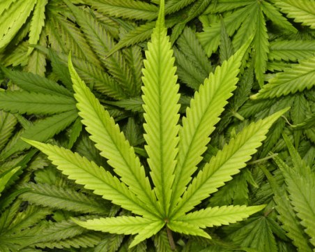 Мъж опитал да пренесе марихуана за 44 хиляди лева, повдигат му обвинения