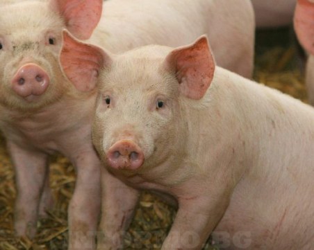 Отменят забраната за движение на свине и месо в 39 ферми и 66 кланици