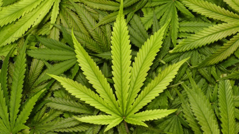 Мъж опитал да пренесе марихуана за 44 хиляди лева, повдигат му обвинения