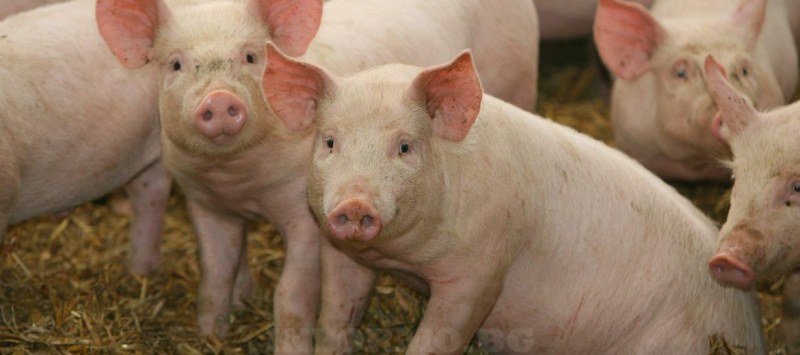 Отменят забраната за движение на свине и месо в 39 ферми и 66 кланици