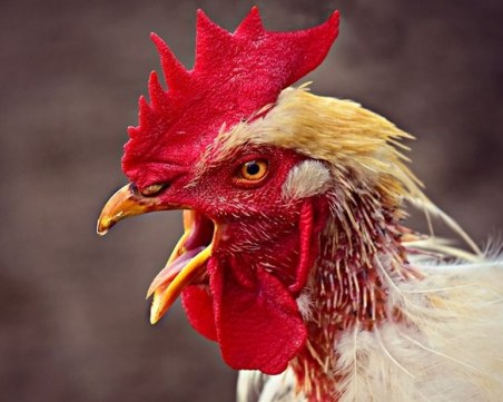 Боен петел уби човек