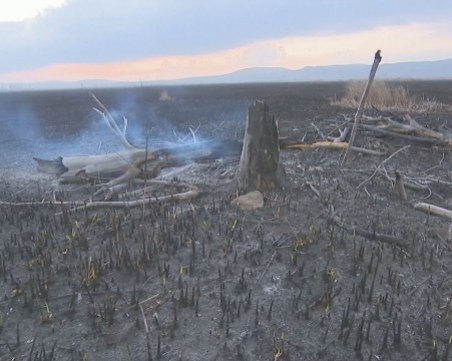 Една трета от Драгоманското блато е изгоряла