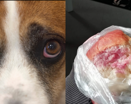 Пазете кучетата си! Хвърлят хляб с антифриз в столичния 