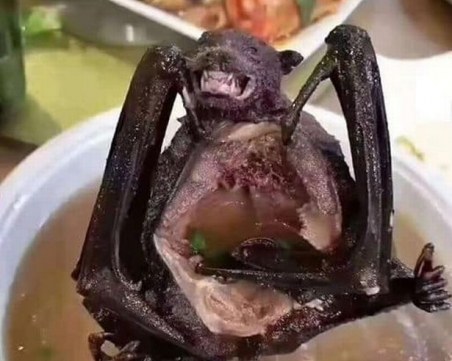 Супа от прилепи може да е причинила епидемията от коронавирус