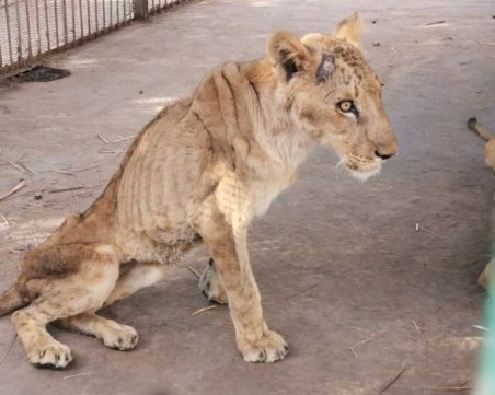 Недохранени лъвове в зоопарк шокираха света, българи се включват в спасяването им