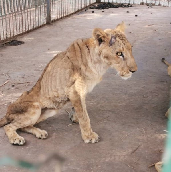 Недохранени лъвове в зоопарк шокираха света, българи се включват в спасяването им