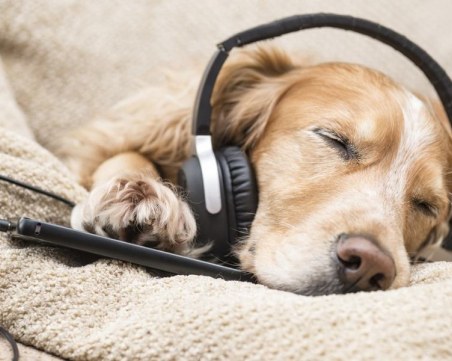 Каква музика харесват домашните ви любимци?