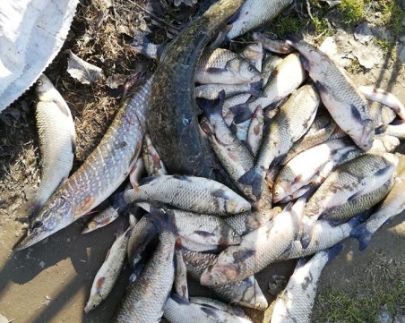 Мъртва риба изплува в Марица край Стамболийски