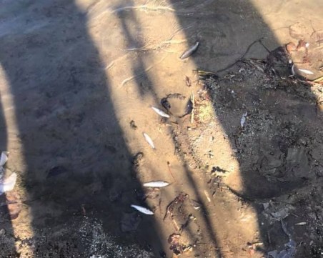 Отравянето на река Марица е токсично! Следят състоянието и на питейната вода в Пловдив