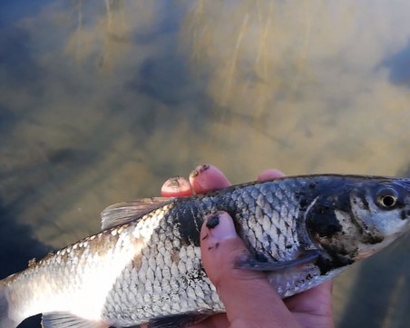 Падащи люспи и агонизиращи риби! Ситуацията в реката край Пловдив!