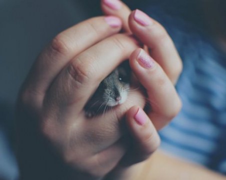 Започна китайската година на Металния Плъх