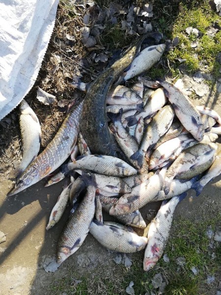 Мъртва риба изплува в Марица край Стамболийски