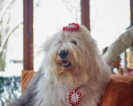 Кучето Мон кани на пижамена работилничка за мартенички в помощ на онкоболно дете