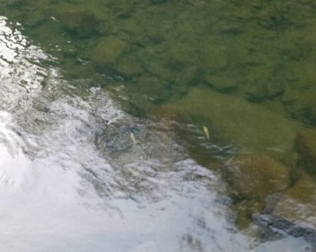 Мъртва риба и жълта пяна в река Чая край Бачково