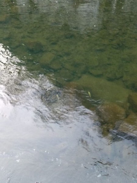 Мъртва риба и жълта пяна в река Чая край Бачково