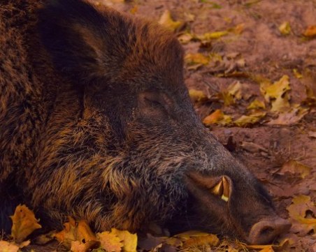 Нов случай на Африканска чума в Смолянско