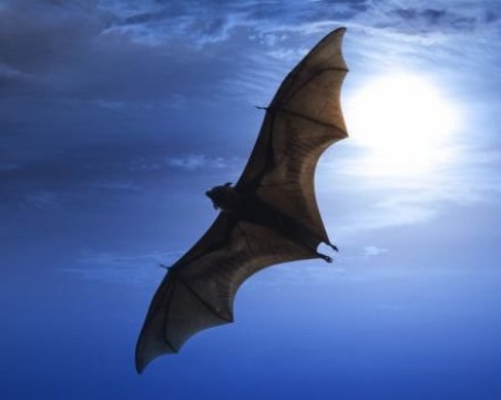 Нов хит: Кафе изплюто от прилеп