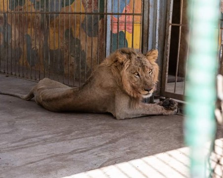 Има ли надежда за недохранените изтощени лъвове в суданския зоопарк?