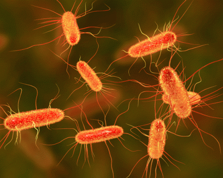 Колко време бактериите остават във въздуха?