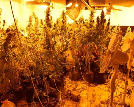 Разбиха таванско, превърнато в наркооранжерия