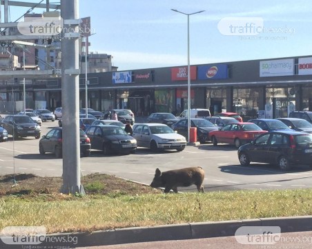 Прасе чака автобус в Кючука, похапва си кисело мляко