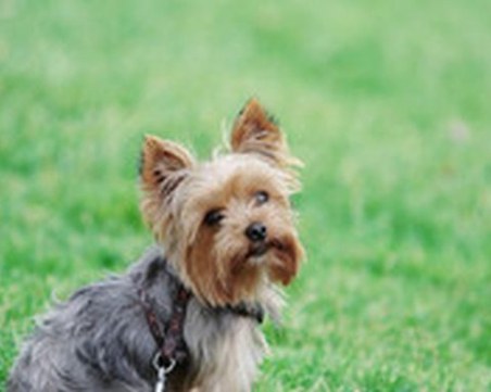 Лекари от Варна спасиха куче с помощта на 3D принтиран гръбнак