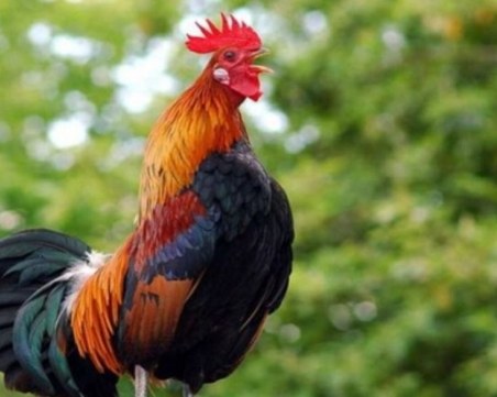 Петльовден е, празнуват синовете