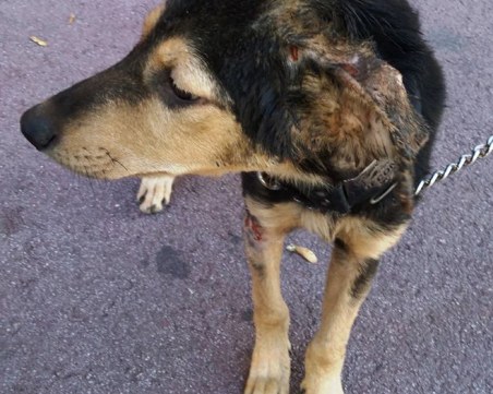 Ако детето ви тормози животни- отглеждате социопат