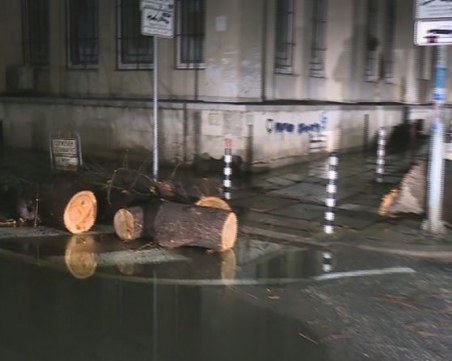 Силен вятър потроши прозорци и бутна дървета в столицата