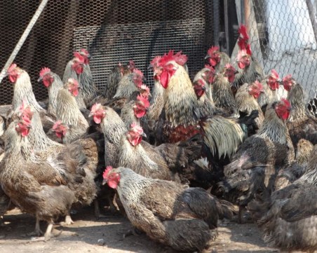 БАБХ: Няма огнища на Нюкясълска болест по птиците у нас