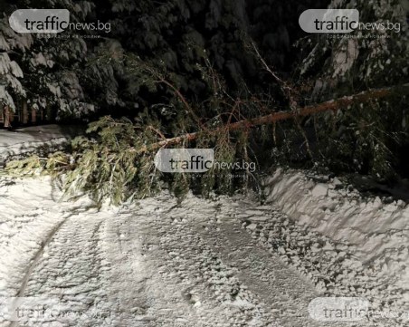 Паднало дърво блокира пътя за пловдивско село