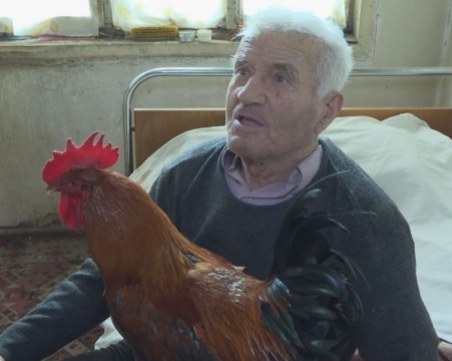 92-годишен пенсионер даде откуп, за да върне петела си