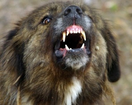 Мъж, нахапан от бездомно куче, получава 70 бона обезщетение от Община Горна Оряховица