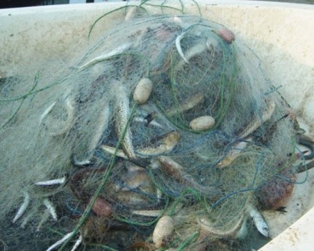 Над 50 кг риба намериха в бракониерски мрежи в 
