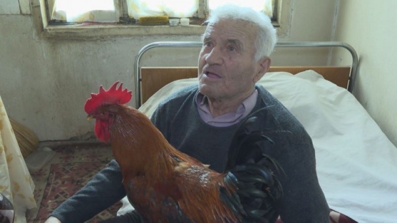 92-годишен пенсионер даде откуп, за да върне петела си
