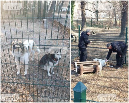 Пловдивчани зарязаха двете си кучета повече от ден на площадка, добри хора ги спасиха
