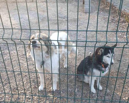 Стопаните на кучетата, затворени в клетката до 