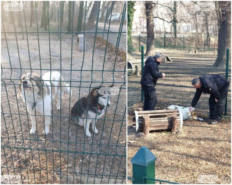 Пловдивчани зарязаха двете си кучета повече от ден на площадка, добри хора ги спасиха