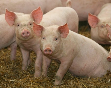 Умъртвиха 46 домашни прасета в Плевенско заради незаконно отглеждане