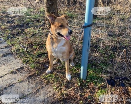 Кучето на пенсионера, който открадна пистолет на самоубиец, скита безпризорно из Лаута