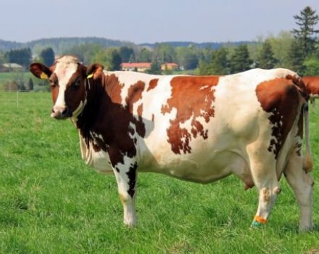 Миризма на животинска тор тормози село, жителите се притесняват от зарази