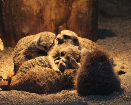 Столичният зоопарк вече предлага и виртуална разходка